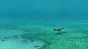 Backdrop to the movie "The Red Turtle" #211951