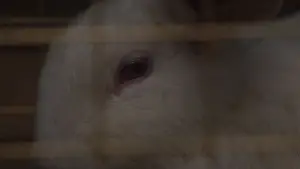 Backdrop to the movie "Us" #656856