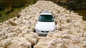 Backdrop to the movie "Black Sheep" #885348
