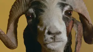 Backdrop to the movie "The Holy Mountain" #206298