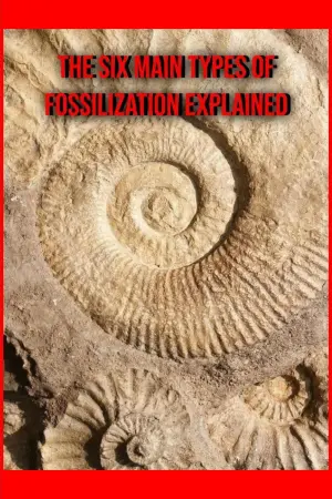 Movie poster "The Six Main Types of Fossilization Explained"