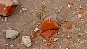 Backdrop to the movie "Dry Leaf" #770901