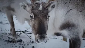 Backdrop to the movie "Sámi vs. Sámi" #539298