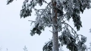 Backdrop to the movie "Tuorås Dalska" #773608