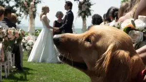 Backdrop to the movie "The Art of Racing in the Rain" #716552