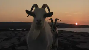 Backdrop to the movie "The Banshees of Inisherin" #693704