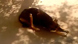 Backdrop to the movie "Dry Leaf" #770893