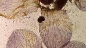 Backdrop to the movie "Mothlight" #703585