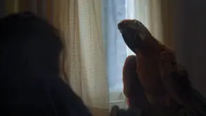 Backdrop to the movie "Tuesday" #532798