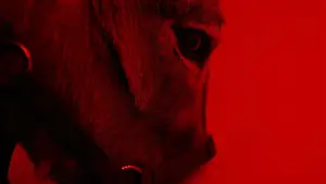 Backdrop to the movie "EO" #759124