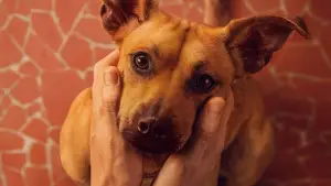Caramelo