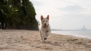 Backdrop to the movie "Gohan" #796487