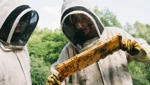 Backdrop to the movie "Bugonia" #511562