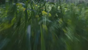 Backdrop to the movie "Para atrapar el viento" #539090