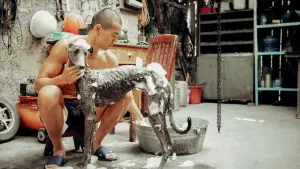 Backdrop to the movie "Black Dog" #600700