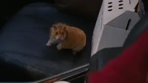 Backdrop to the movie "If I Had Legs I