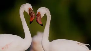 Backdrop to the movie "Horizon Saudi Arabia" #793423