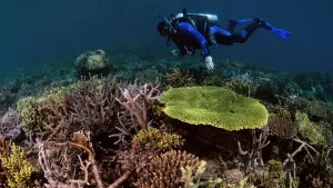 Backdrop to the movie "Super Reefs" #504093