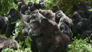 Backdrop to the movie "A Gorilla Story: Told by David Attenborough" #832788