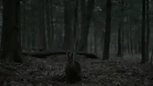 Backdrop to the movie "The Witch" #600297