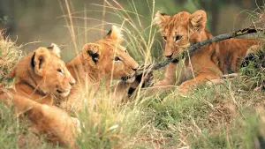 Backdrop to the movie "Living Free" #742305