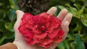 Backdrop to the movie "The Lovely Bones" #654243