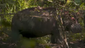 Watch film Pepe | "Pepe" | Trailer | Berlinale 2024