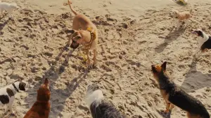 Backdrop to the movie "Marmaduke" #616769