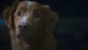 Backdrop to the movie "Good Boy" #517189