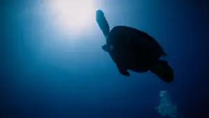 Backdrop to the movie "Return: Saving Turtles" #543132