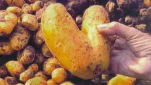 Backdrop to the movie "The Gleaners and I" #769772