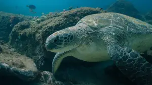 Backdrop to the movie "Return: Saving Turtles" #543137