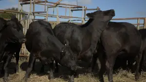 Backdrop to the movie "In Vitro" #673195