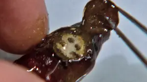 Backdrop to the movie "The Silence of the Lambs" #749458