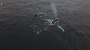 Backdrop to the movie "Antarctica" #670572