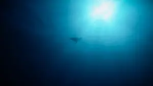 Backdrop to the movie "Return: Saving Turtles" #543136