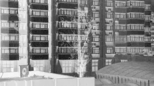 Backdrop to the movie "Branches from Concrete" #572570