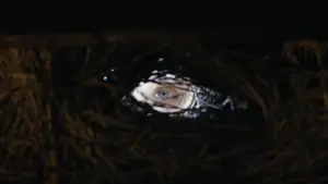 Backdrop to the movie "Shaman" #527719