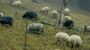 Backdrop to the movie "Swear To Me" #662603