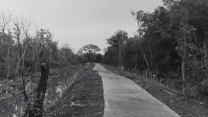 Backdrop to the movie "Local Sensations" #782235