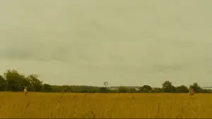 Backdrop to the movie "Moonrise Kingdom" #719525