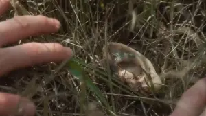 Backdrop to the movie "Blue Velvet" #626881