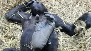 Backdrop to the movie "The Invisible Zoo" #757244