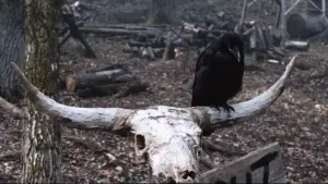 Backdrop to the movie "Tucker and Dale vs. Evil" #535289