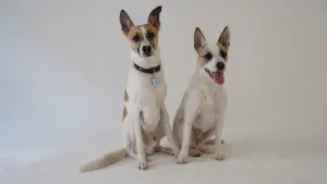 Backdrop to the movie "Gump – jsme dvojka" #412756