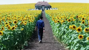 Backdrop to the movie "Everything Is Illuminated" #230583