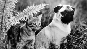 Backdrop to the movie "The Adventures of Milo and Otis" #409202