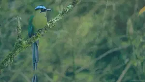 Backdrop to the movie "Dysphonias" #427237