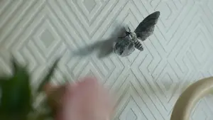 Backdrop to the movie "Return to Silent Hill" #759932