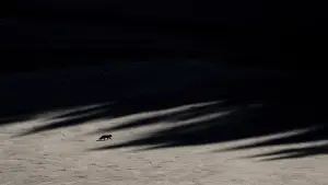 Backdrop to the movie "Whispers in the Woods" #534628